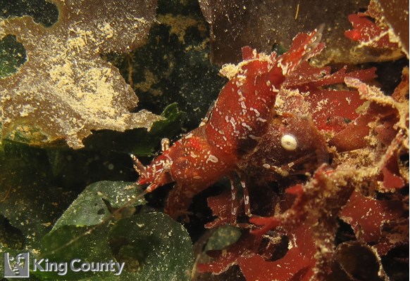Photo of Spirontocaris snyderi